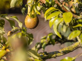 Leeuwerikhoeve_helsington_0824_177